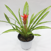 Wonderfully stunning table top plants guzmania " Grand Prix " Joinflower Joinfolia