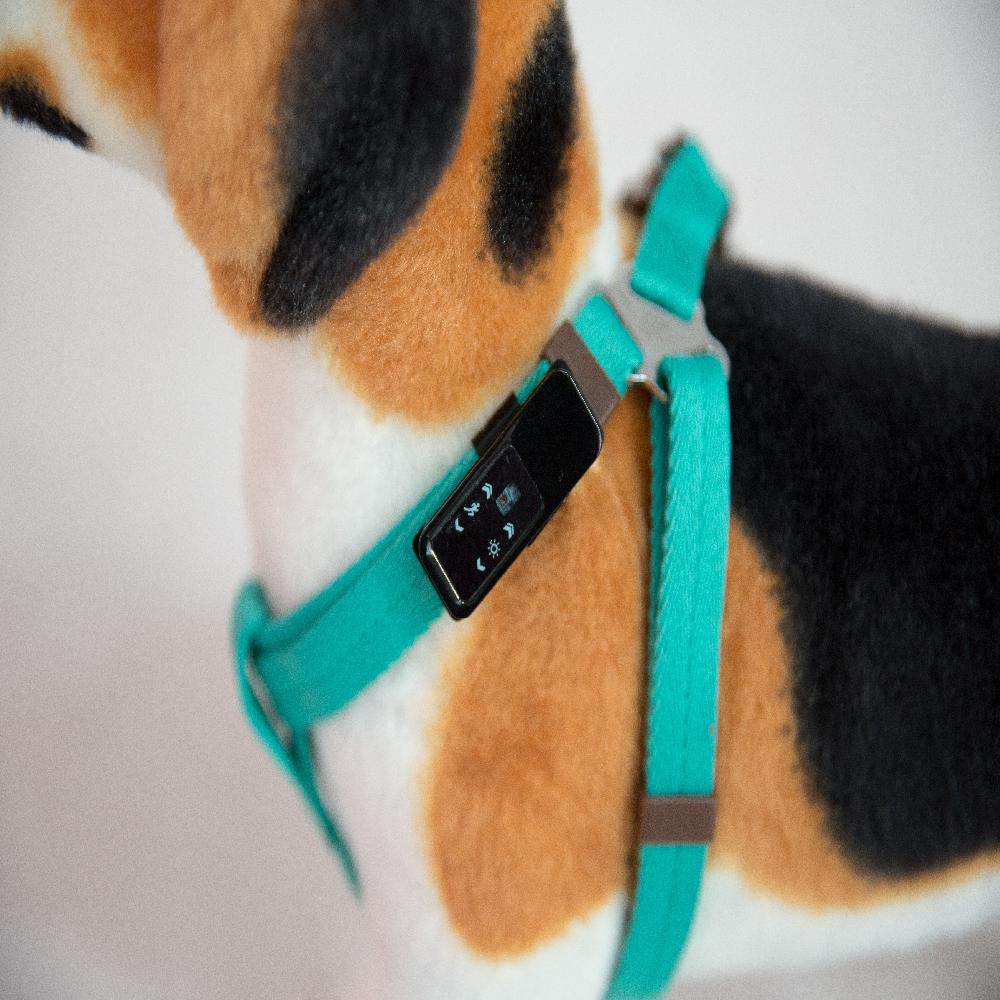 Doggo Healthcare service Bingo