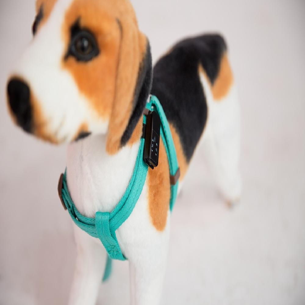 Doggo Healthcare service Bingo