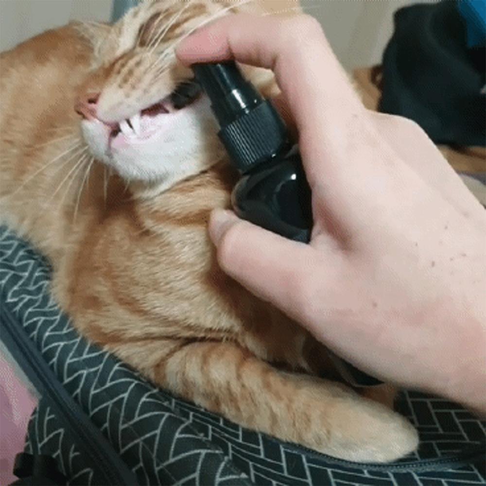 Mujijota Natural Mouthwash for Pet 100ml Bad Breath Remover Natural Toothpaste