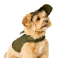 full image COCOGIO Cork Dog Hat_khaki